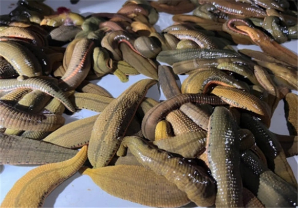 蚂蝗好卖吗
