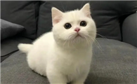 猫刚生了一窝又怀孕了