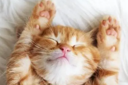 家里养猫能去阴气吗