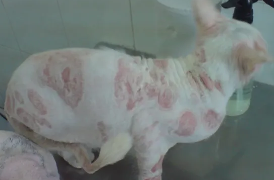 犬猫皮肤疾病的诊断方法和诊断要点 犬猫皮肤疾病的诊断方法和诊断要点
