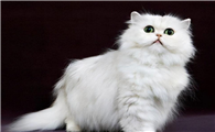 猫的三大特点