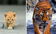 猫和老虎哪个智商高