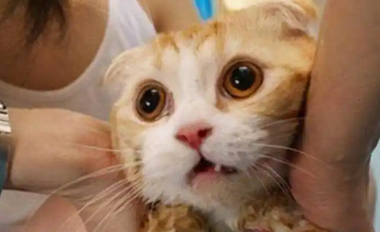 猫多少钱一只(10元以下)