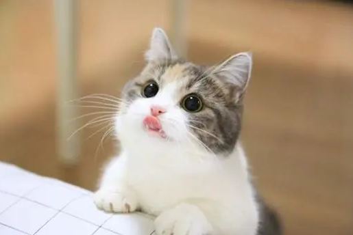 猫发出呼呼呼低沉声音 猫发出呼呼呼低沉声音