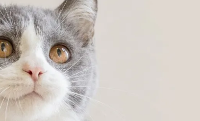 新手养猫须知：那些隐藏在身边的“养猫杀手”！