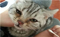 猫呼吸有杂音像里面有鼻涕似的
