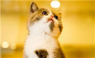 新手养猫须知：那些隐藏在身边的“养猫杀手”！
