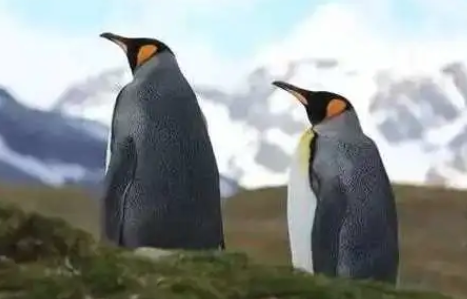 企鹅会迁徙吗