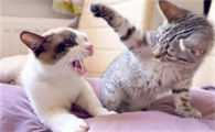 两个猫咪在一起总是打架怎么办