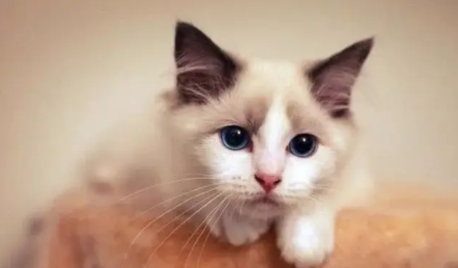 猫的寿命是多少年