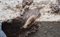 家里有很多白蚁是怎么回事