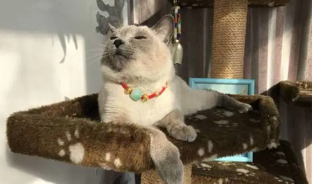 绝育的公猫还有骑射行为 绝育的公猫还有骑射行为