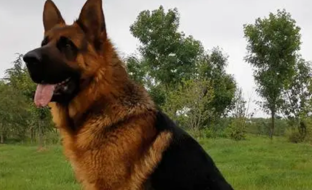 想了解德国牧羊犬的各种类型和特点,来看看吧 想了解德国牧羊犬的各种类型和特点,来看看吧