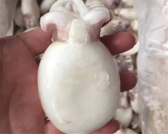 墨鱼胆固醇含量高吗 墨鱼胆固醇含量高吗