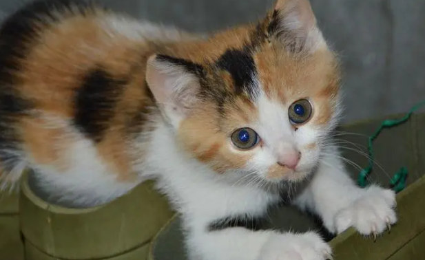 狂犬病在猫体内潜伏期