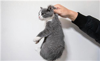 猫后颈皮可以拎吗
