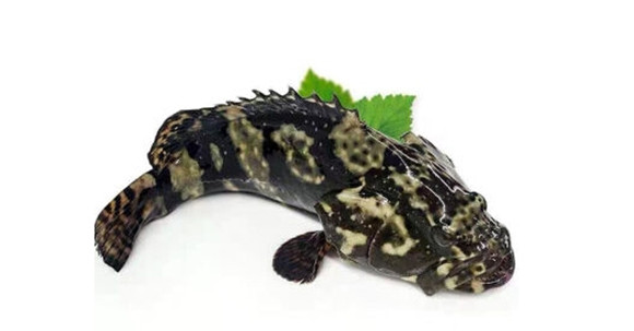 野生龙胆石斑鱼多少钱一斤