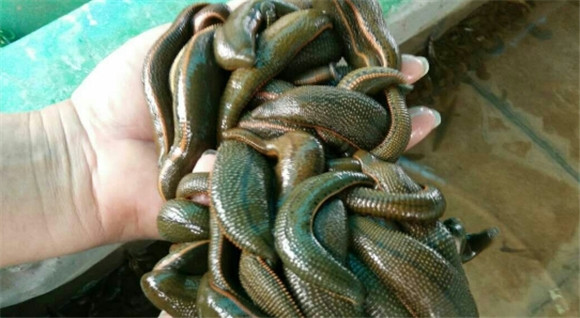 广西有蚂蝗吗