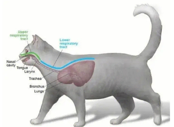 猫腹式呼吸是什么病