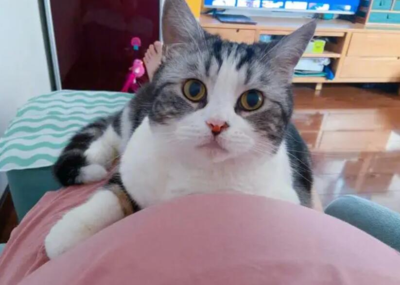 猫对孕妇的感应