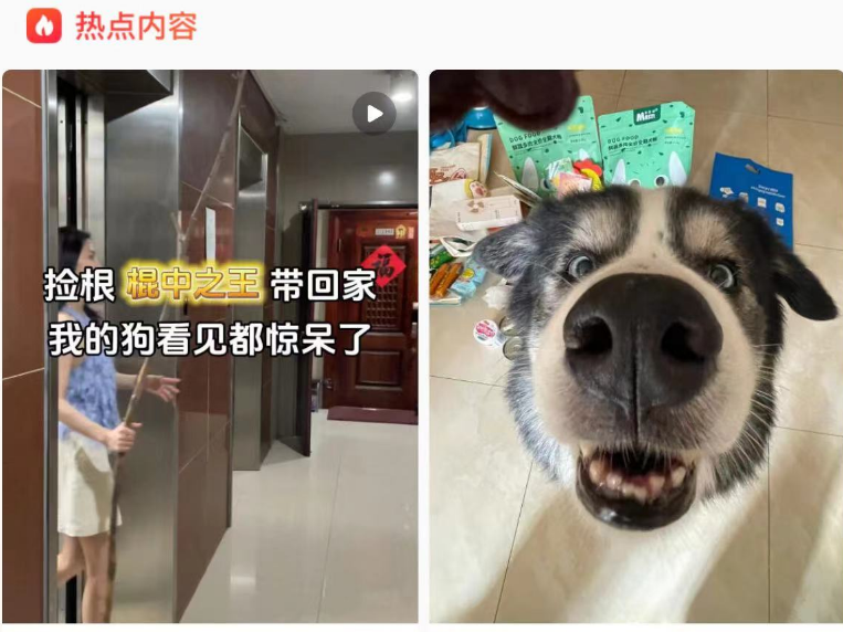 一根棍子让小狗对我产生原始崇拜 一根棍子让小狗对我产生原始崇拜