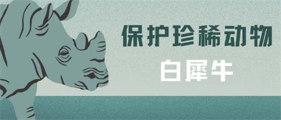 白犀牛是全球最珍稀的濒危动物之一 白犀牛是全球最珍稀的濒危动物之一