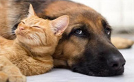 猫和狗哪个寿命长一些