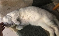 猫肚子发出肠鸣声是猫传腹