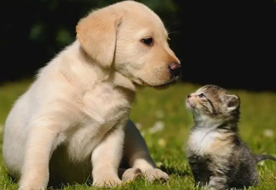 猫狗为什么可以和人类相处 猫狗为什么可以和人类相处