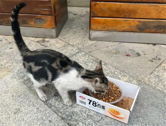 猫饿几天会饿死 猫饿几天会饿死