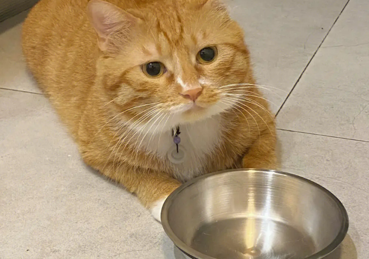 猫饿一天会不会有影响 猫饿一天会不会有影响