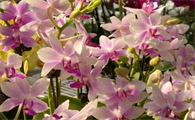 蝴蝶结铃兰花吊坠