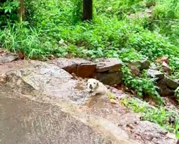 雨天一只小狗被雨水冲走，男子果断救下抱回家