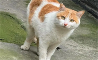 公猫好养还是母猫好养