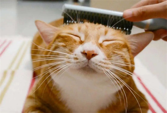 猫咪有这8种表现,说明猫猫已经很热了-是宠网