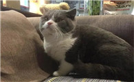 家里养猫是什么含义