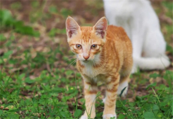家中养猫对风水有说法吗 家中养猫对风水有说法吗