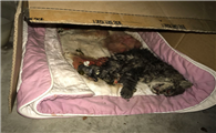 猫会不会有假死的状况