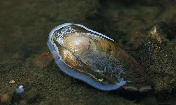 河蚌属于海鲜吗