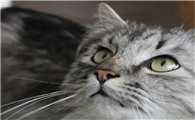 猫很傲娇为什么还要养猫