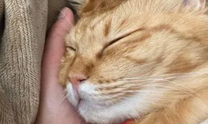 跟猫一起睡的4个坏处,尤其是第三个,你可能无法承受! 跟猫一起睡的4个坏处,尤其是第三个,你可能无法承受!