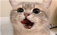 猫跟你亲近的六个表现