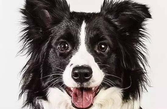 边牧专栏丨边境牧羊犬这些部位的毛发要特别注意 边牧专栏丨边境牧羊犬这些部位的毛发要特别注意