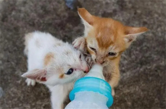 捡到小猫没有羊奶粉怎么办