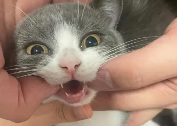 猫换牙的时间是从几个月开始