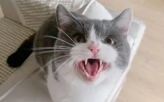 猫对84消毒液兴奋 猫对84消毒液兴奋