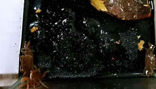 迷你辣椒蟹深水