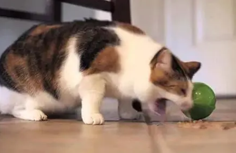 猫隔三差五的呕吐是什么原因 猫隔三差五的呕吐是什么原因