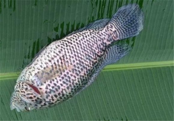 淡水石斑鱼亩产量多少