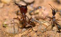 沙漠行军蚁真的存在吗